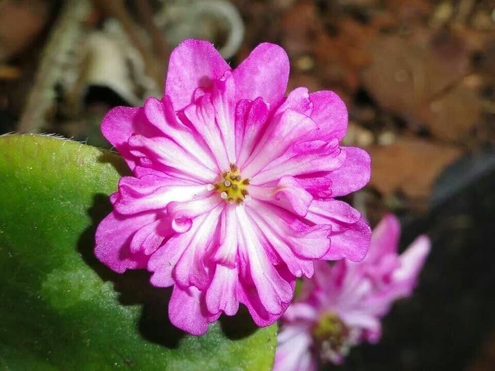 Alpine Flower Seeds for Planting Alpine Mix highland rock garden