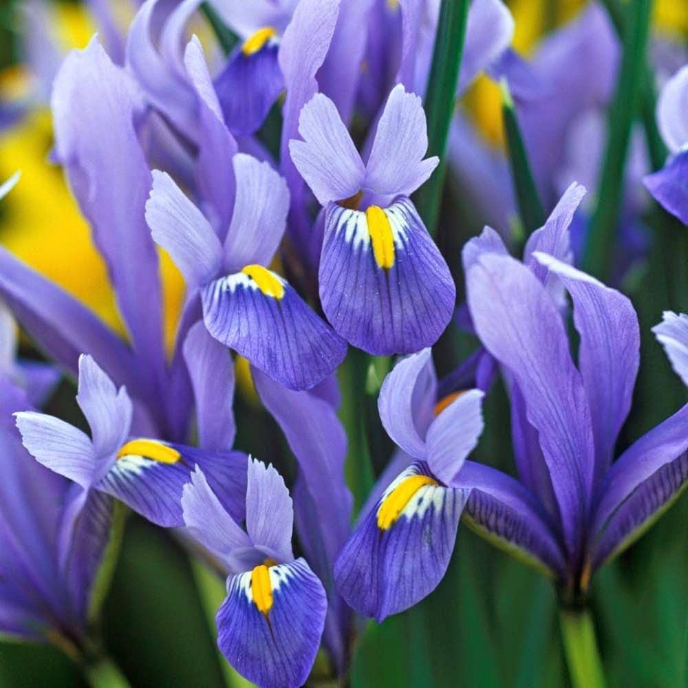 Mixed Iris Iris spp Flower Seeds for Planting in Flower Bed and Garden
