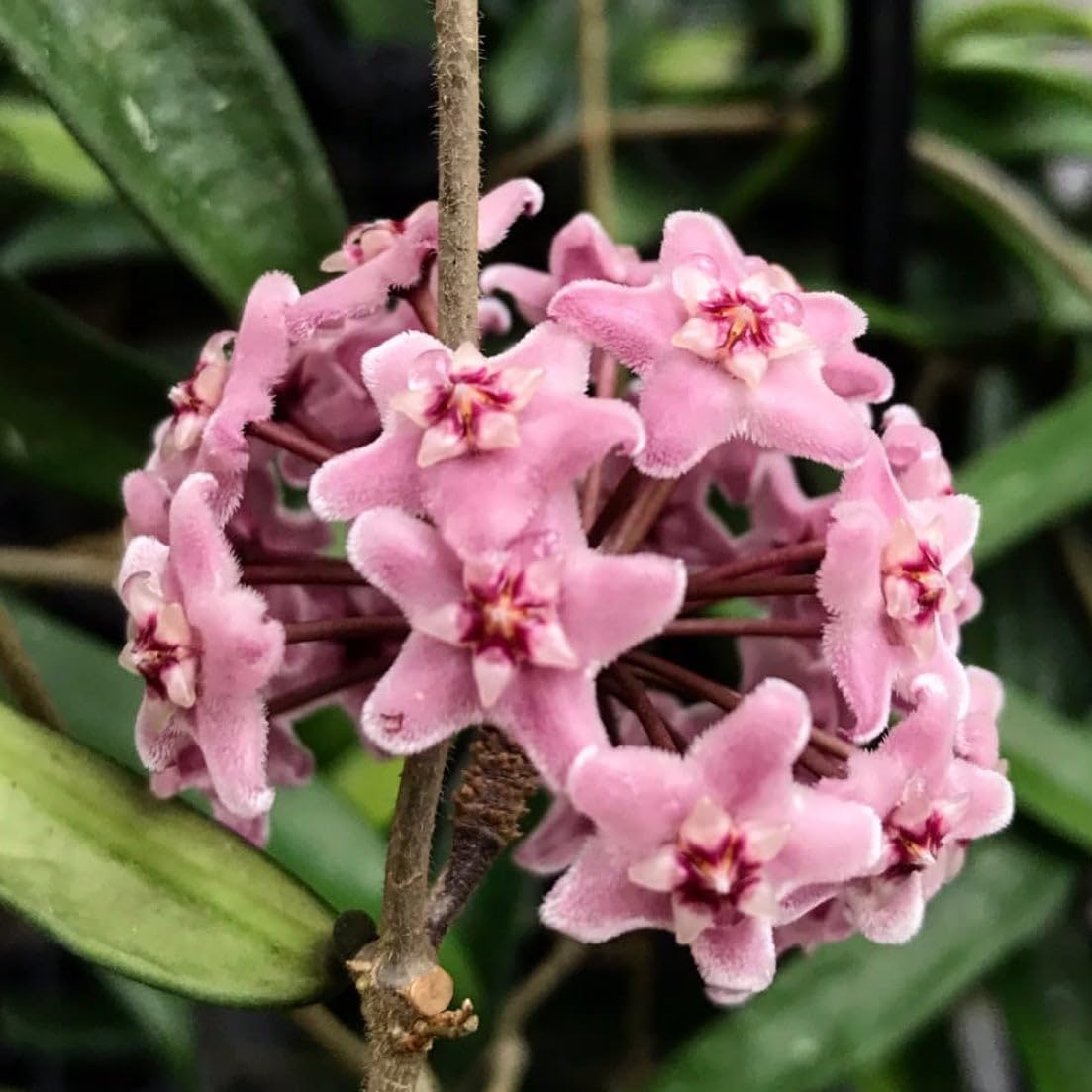 Light Violet Hoya Carnosa Flower Seeds for Planting Bright Blooms Heirloom & GMO Free Seeds for Home Garden
 
 Sale