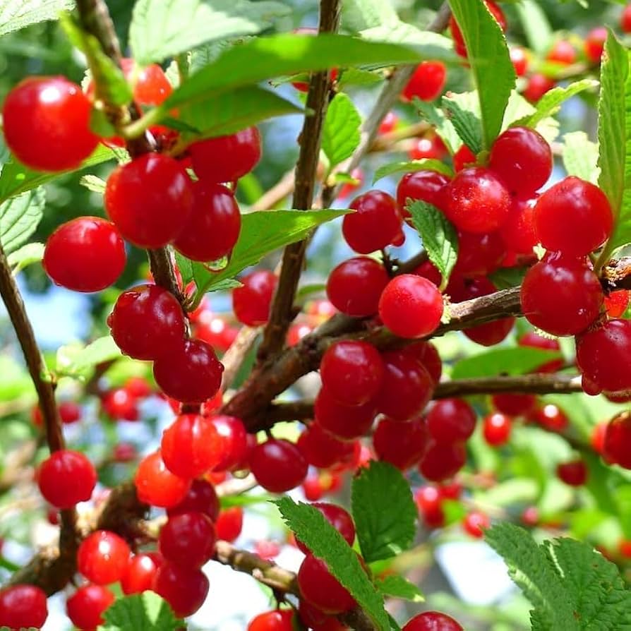 Nanking Cherry Seeds for Planting Prunus tomentosa for edible gardens and backyard landscapes - Evergrowseeds