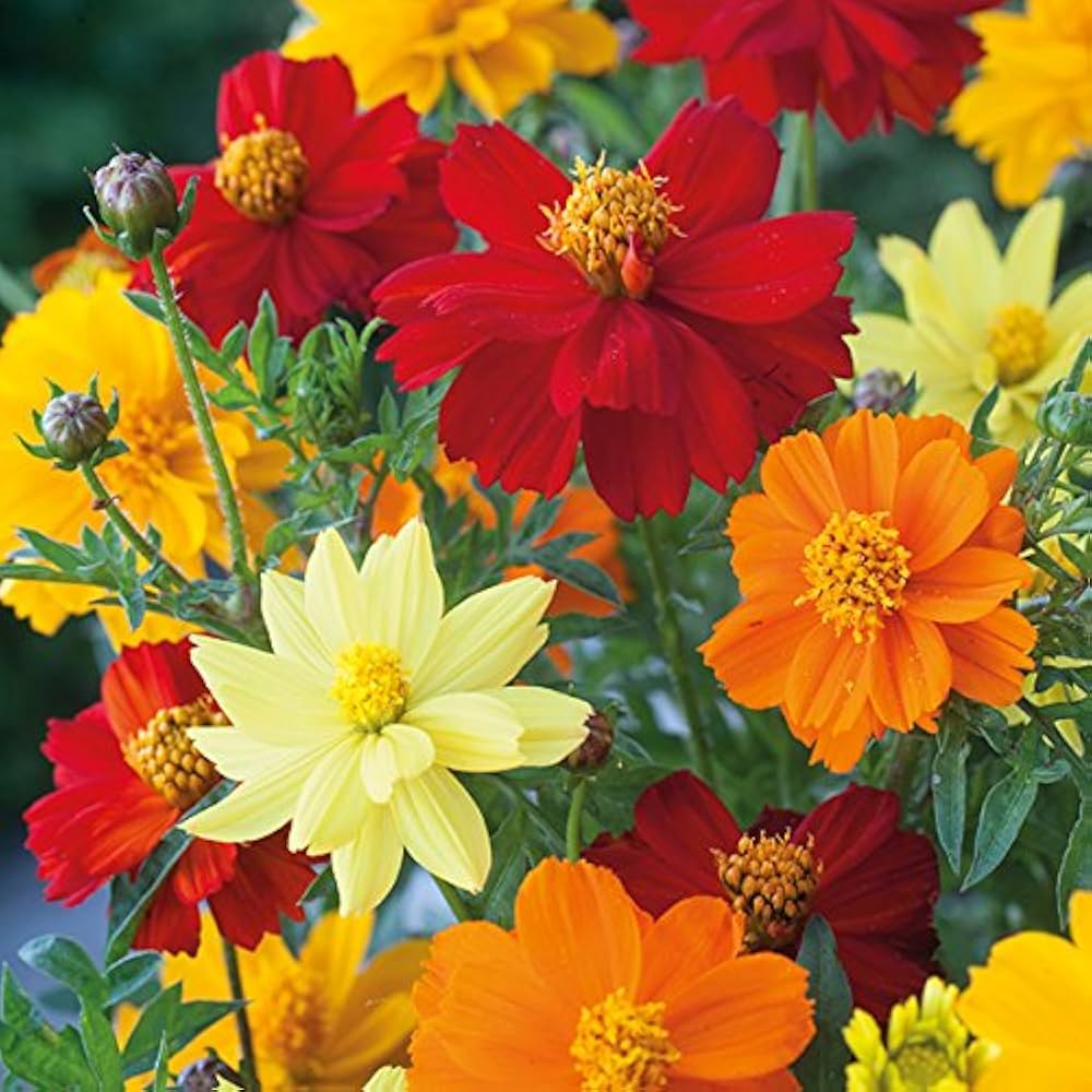 Cosmos Red Flower seeds for Planting - Bright Blooms, Heirloom & GMO Free Seeds for Home Garden