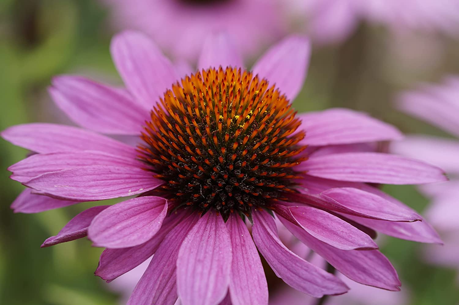 Echinacea Seeds for Planting Echinacea purpurea for flower beds and herbal gardens