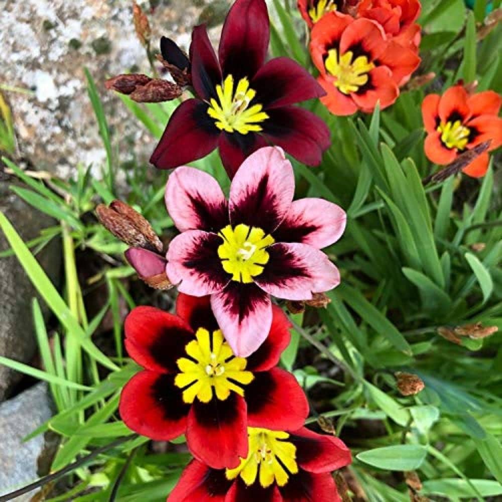 Thick Pink Sparaxis Flower seeds for Planting - Colorful Display, Heirloom & GMO Free Seeds for Home Garden
