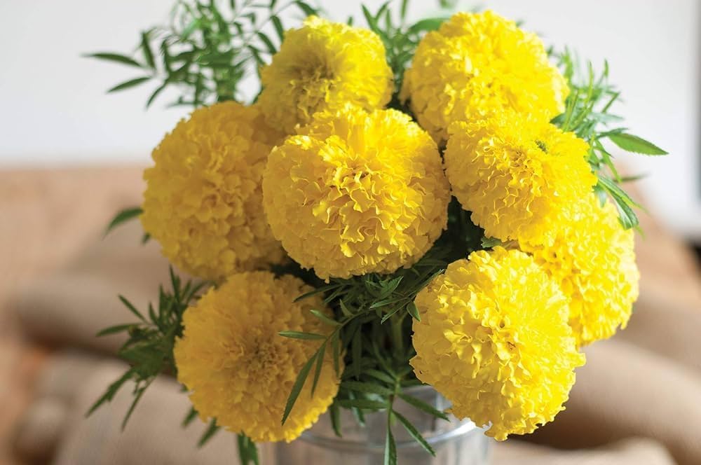 Marigold Tagetes spp for planting in flower bed