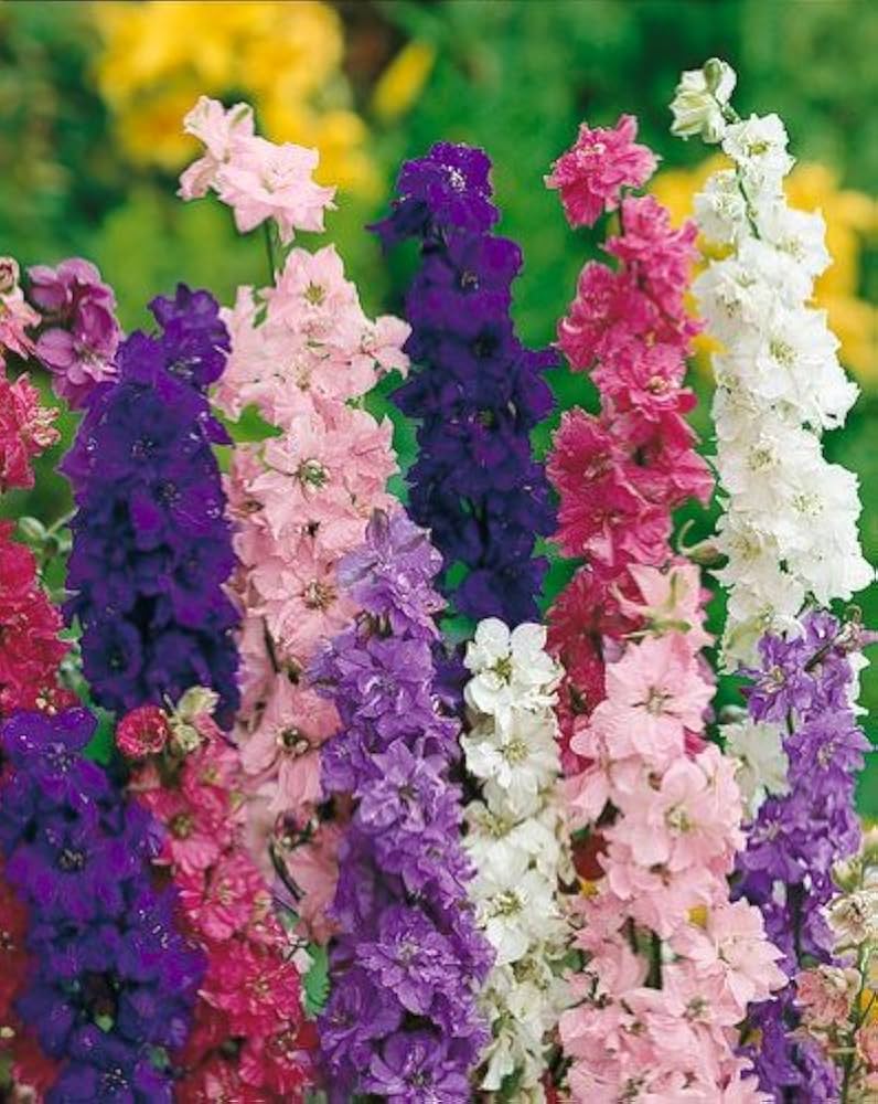 Forking Larkspur King Salmon Seeds for Beautiful, Tall Flowers in Your Garden