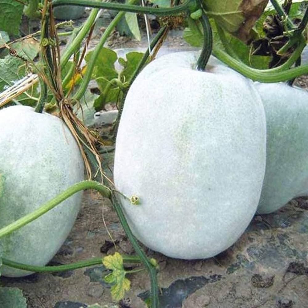 Ash Gourd Seeds - Complete Vegetable Planting Kit