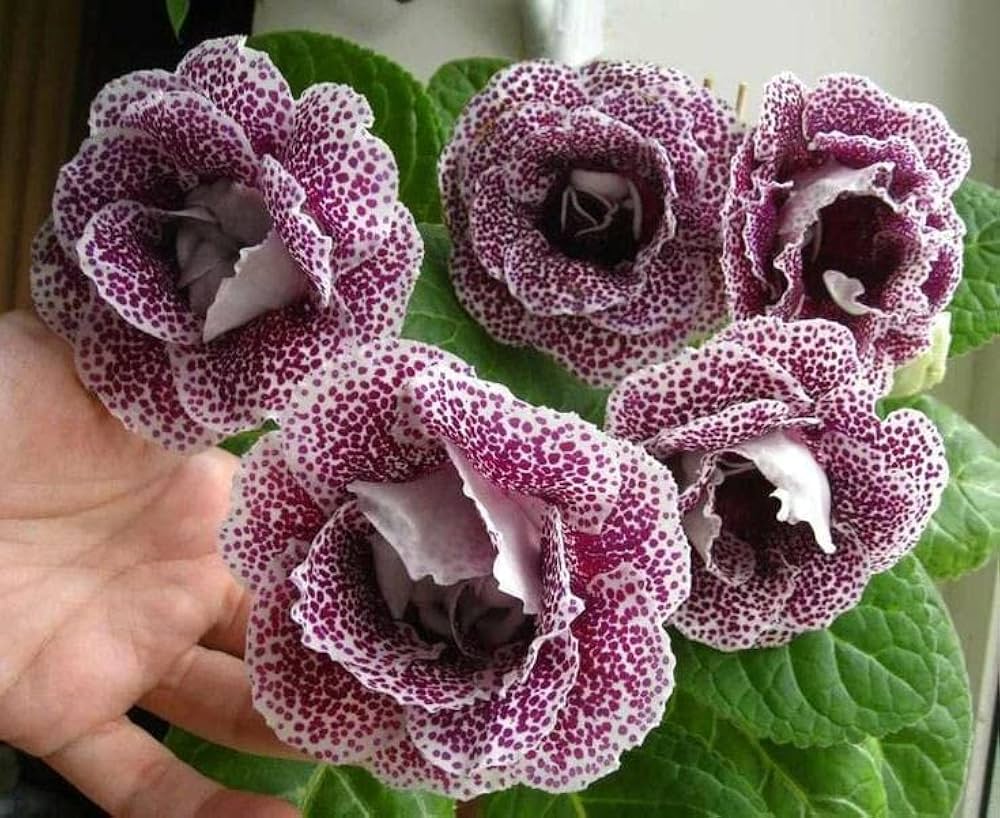 Gloxinia Sinningia Speciosa Mixed Flower Seeds
