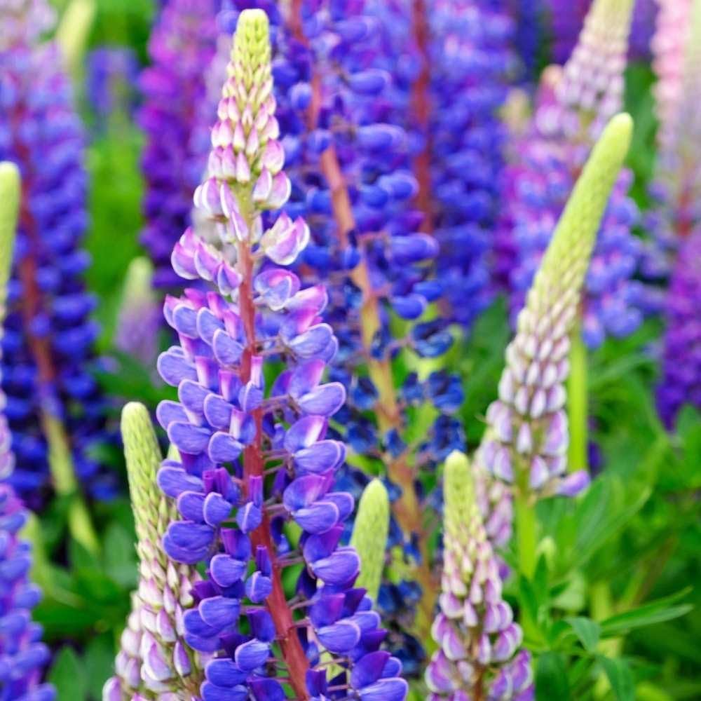 Evergrowseeds Lupine Minarets flower seeds for planting, featuring vibrant purple lupinus spp. flowers in a flower bed.