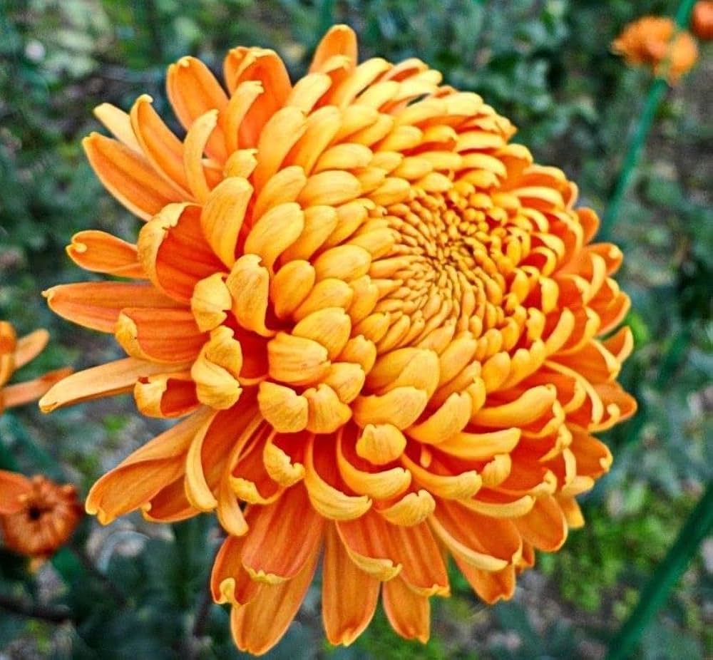 Chrysanthemum Seeds Chrysanthemum morifolium for Planting in Potted Garden and Flower Bed