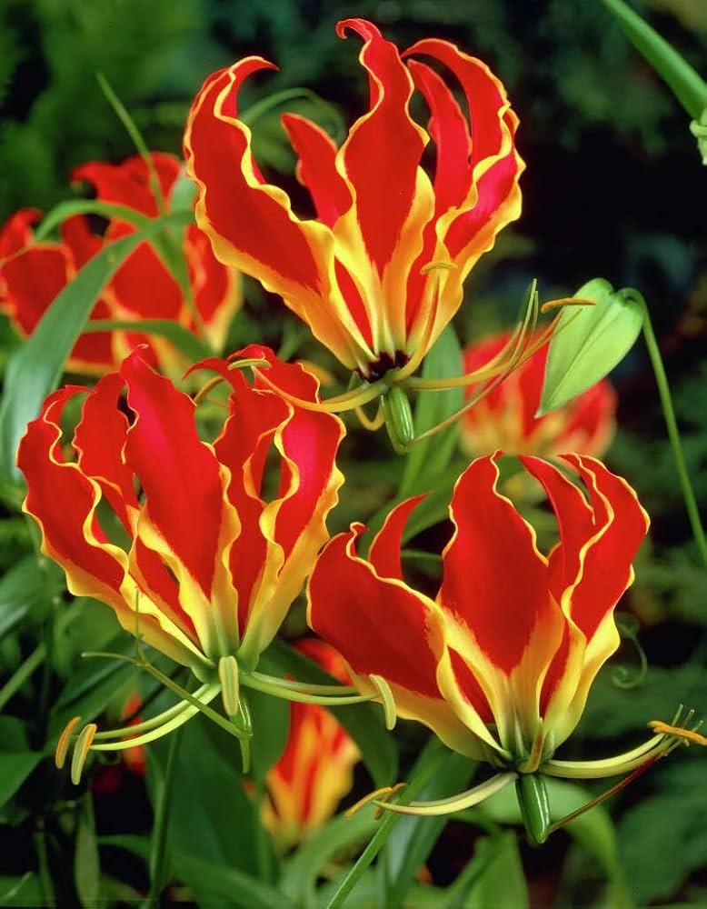 Flamme Lilien Flower seeds for Planting - Compact Growth, Heirloom & GMO Free Seeds for Home Garden