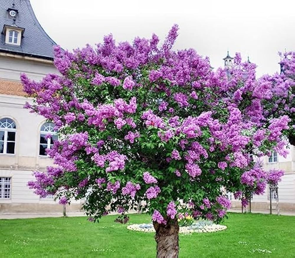 Lilac Seeds for Planting Syringa vulgaris for flower beds and ornamental gardens
