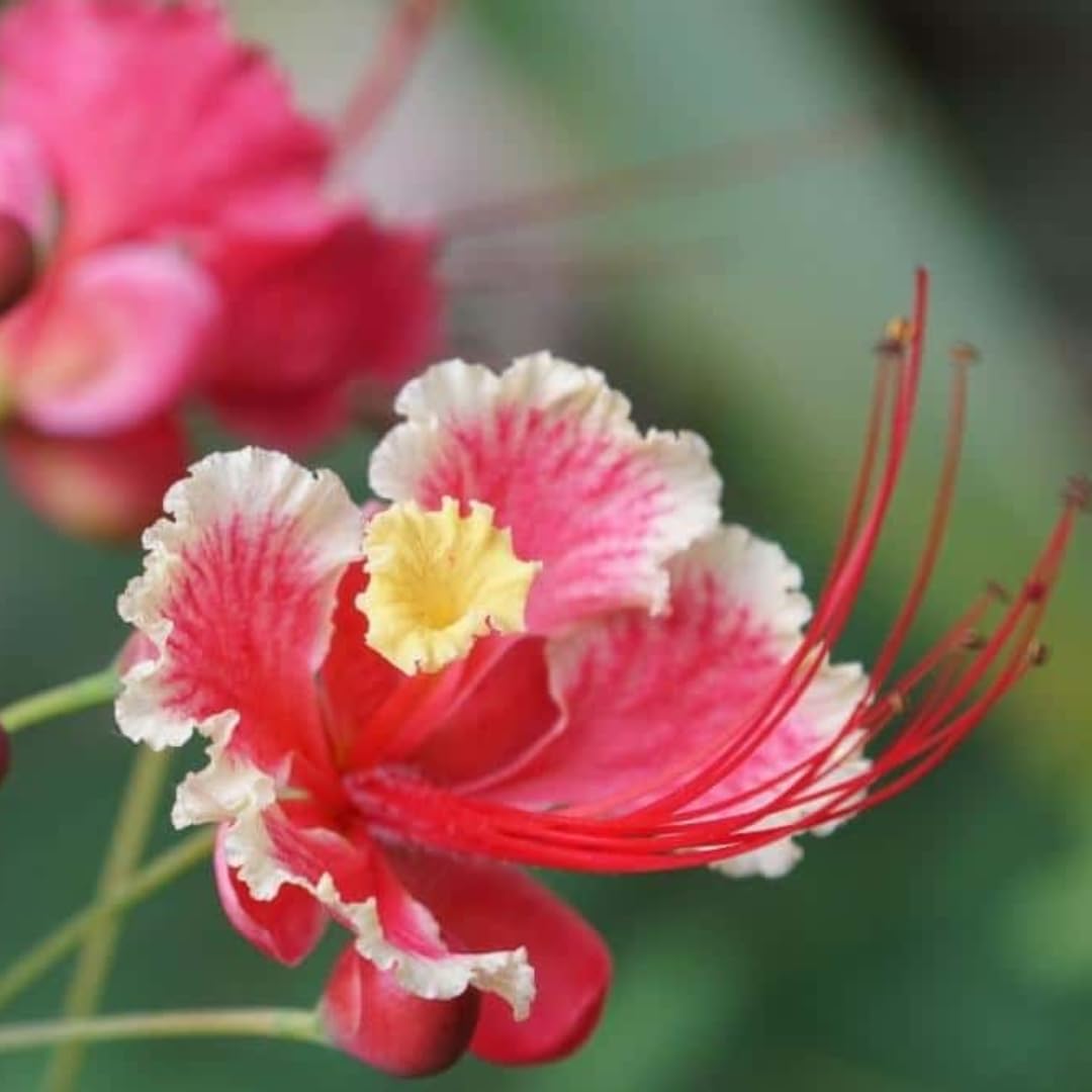 Pink Caesalpinia Pulcherrima Flower Planting Seed for Plantings for Planting | Vibrant Tropical Blooms for Your Garden H