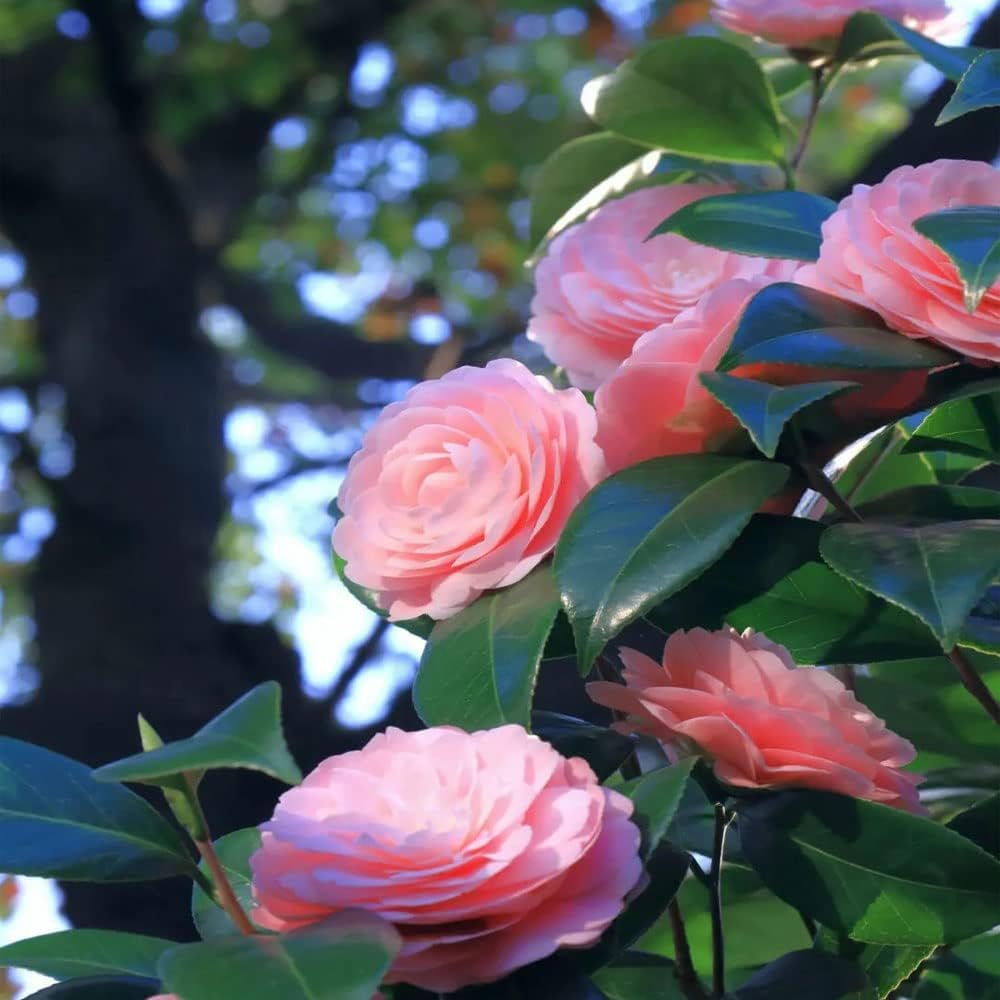 Camellia Flower seeds for Planting Low Maintenance Heirloom & GMO Free Seeds for Home Garden