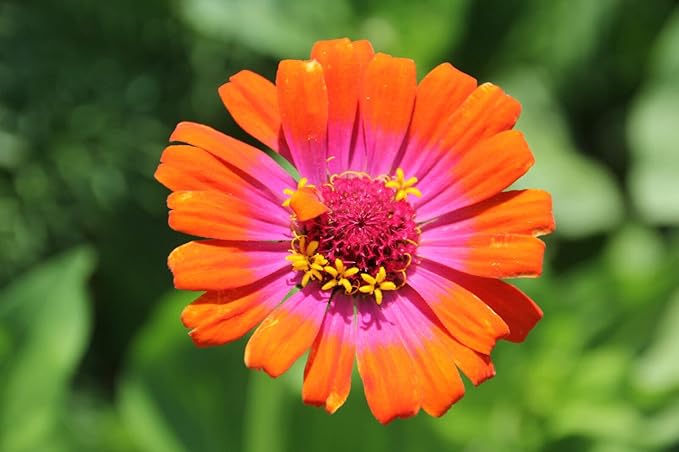 Carrousel Mix Zinnia Seeds for Colorful Garden Displays