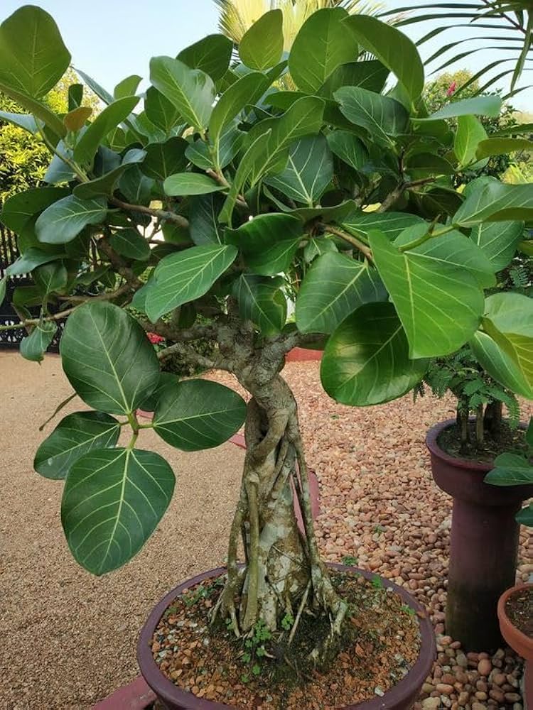 Green Banyan Tree Planting Seeds for Your Garden