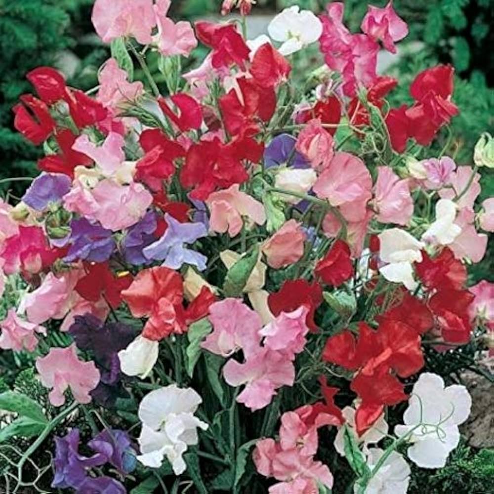 Sweet Pea Lathyrus odoratus Knee High Mixed Flower Seeds for Planting in Flower Bed