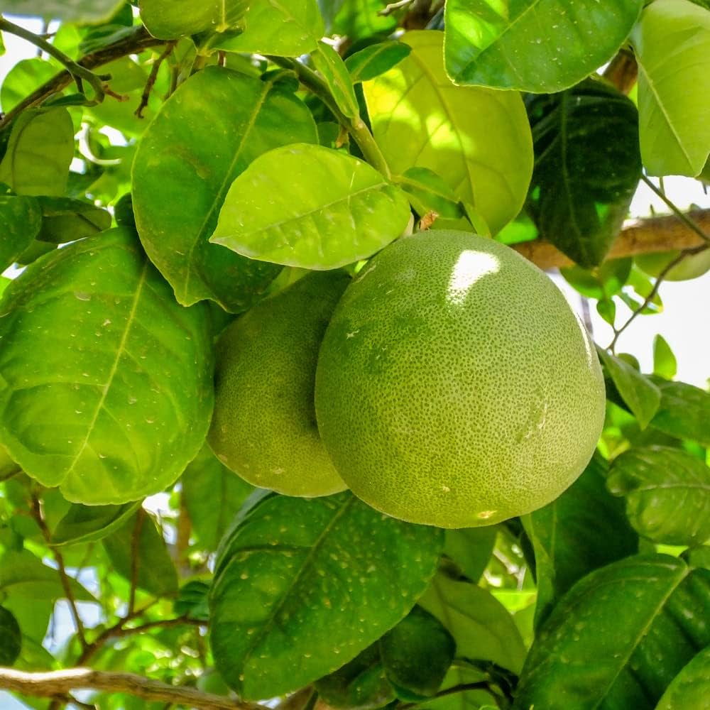 Pomelo Fruit Seeds for Planting - Grow Exotic Citrus Fruit at Home, Sweet & Juicy Pomelo Tree Seeds