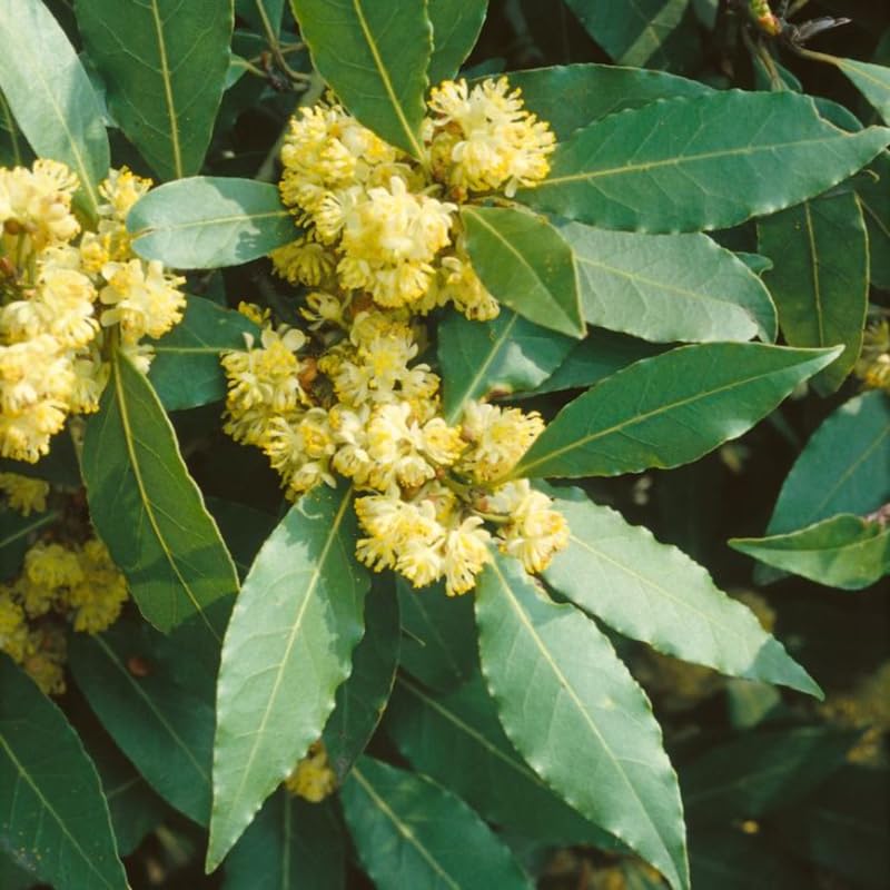 Laurus Nobilis Flower seeds for Planting - Sun Loving, Heirloom & GMO Free Seeds for Home Garden