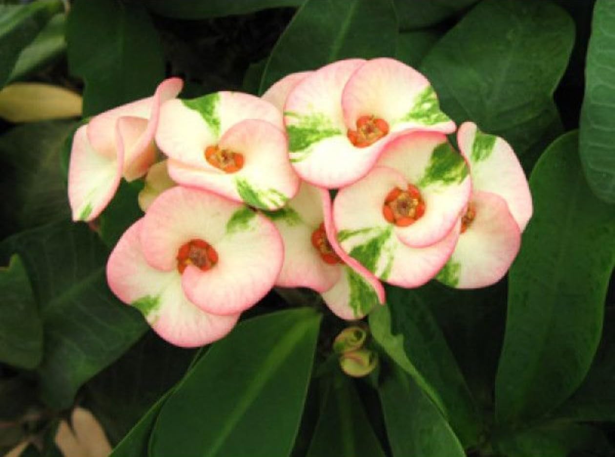 Mixed Crown of Thorns Flower seeds for Planting - Sun Loving, Heirloom & GMO Free Seeds for Home Garden
