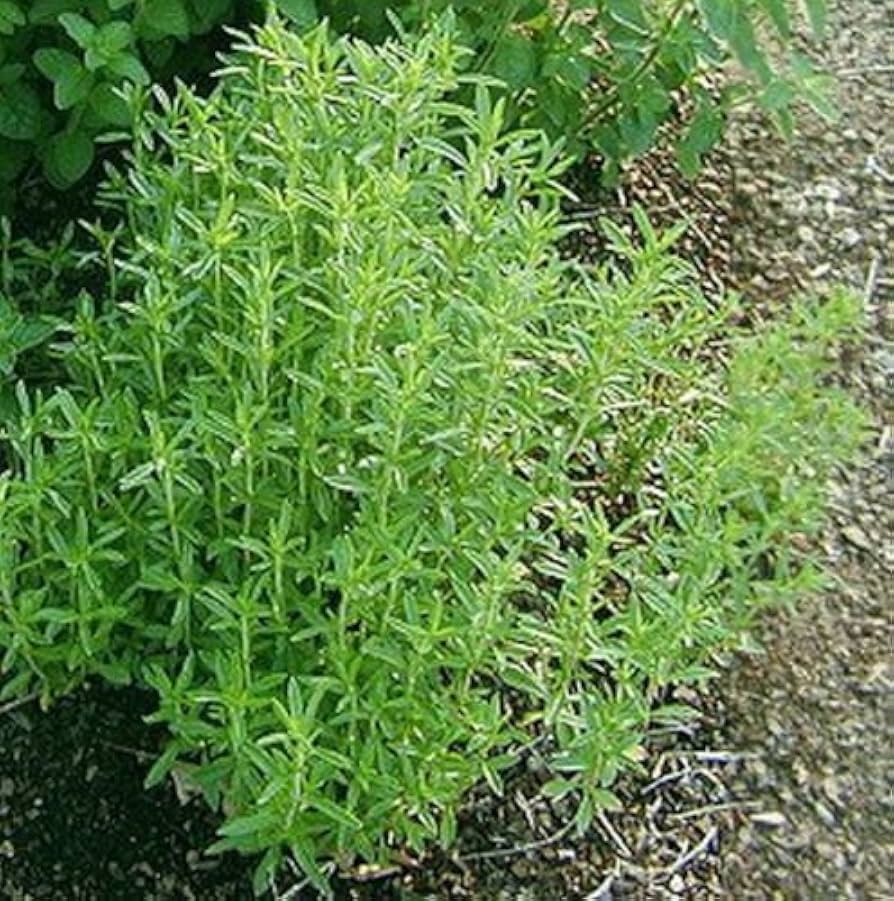 Sommer Savory Seeds Satureja hortensis for Planting in Herb Garden and Kitchen Patch - Evergrowseeds