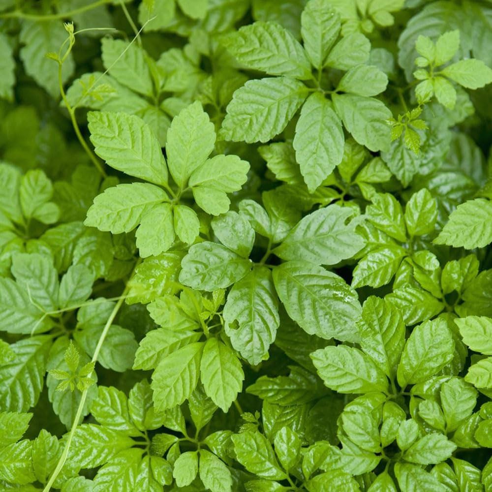 Gynostemma Pentaphyllum Gynostemma pentaphyllum Seeds for Planting in Herb Garden