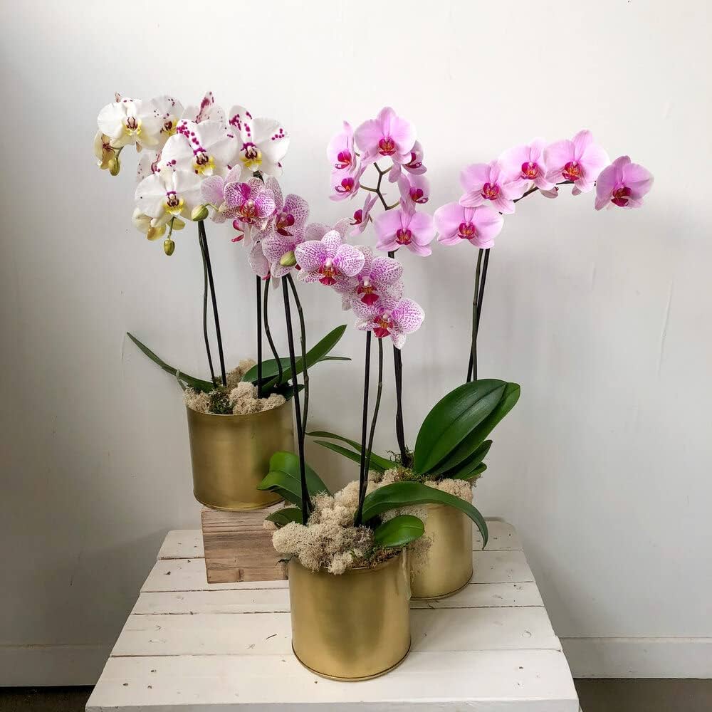 Orchid Seeds for Planting Phalaenopsis spp. for indoor gardens and decorative displays