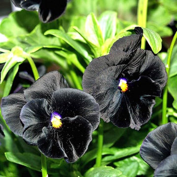 Black Bougainvillea Flower seeds for Planting - Low Maintenance, Heirloom & GMO Free Seeds for Home Garden