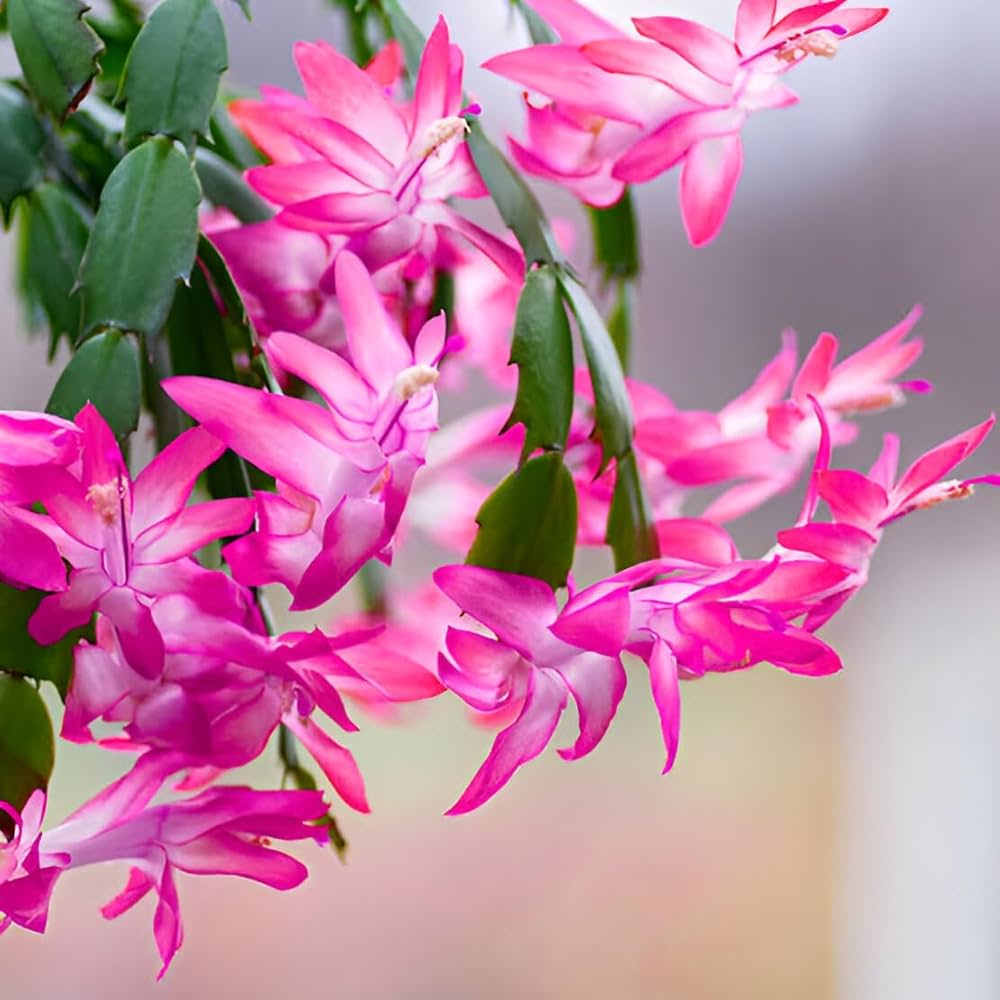 Pink & White Schlumbergera Flower seeds for Planting - Long Bloom Season, Heirloom & GMO Free Seeds for Home Garden