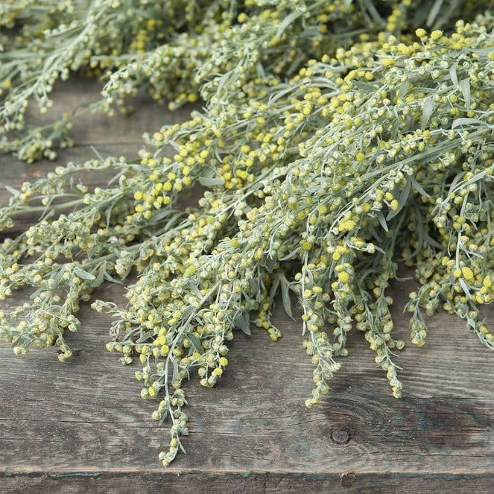 Absinthe Wormwood Seeds for Planting - Premium Quality