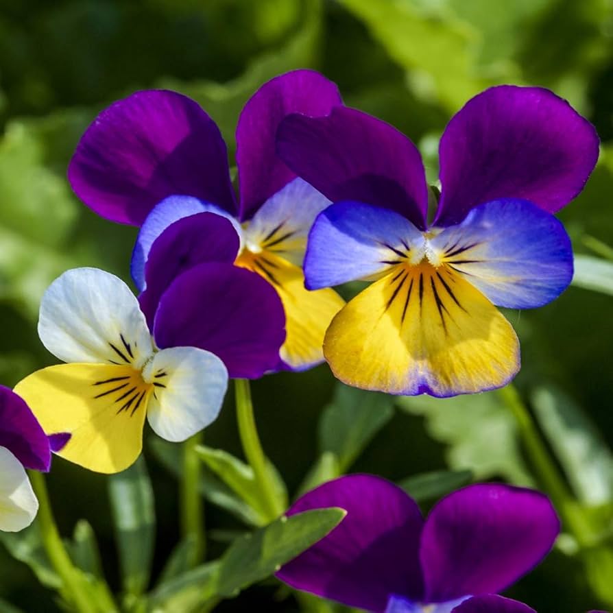 Johnny Jump Up Viola tricolor Seeds for Planting - Perfect for Flower Bed & Urban Garden