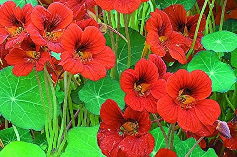 Scarlet Red Nasturtium Re-seeding Annual Flower Seeds for Bright Red Blooms in Your Garden