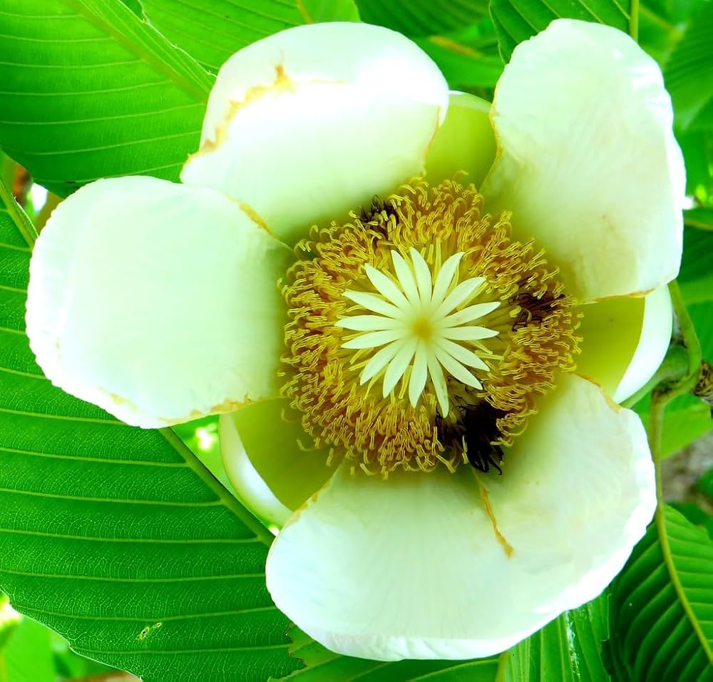 White Dillenia Flower seeds for Planting - Long Bloom Season, Heirloom & GMO Free Seeds for Home Garden