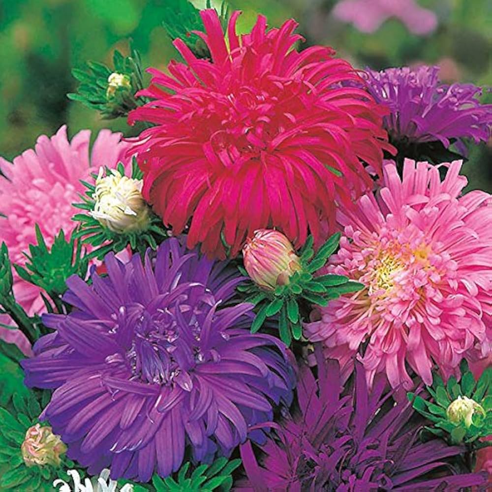 Multi Asters Giants Flower seeds for Planting - Cut Flower Favorite, Heirloom & GMO Free Seeds for Home Garden