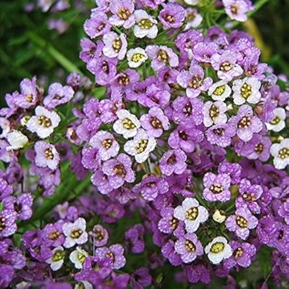 Alyssum Cup Series Mix Flower Seeds for Planting in Spring Borders
