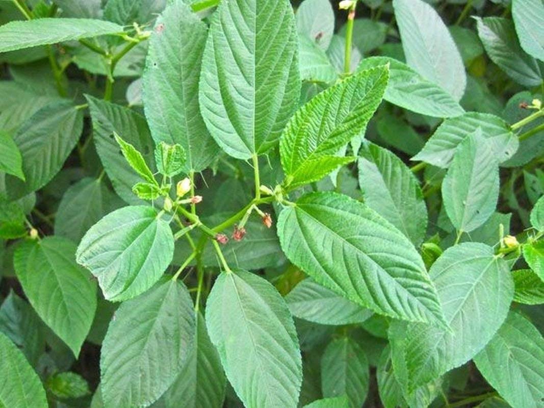 Corchorus Flower seeds for Planting - Seasonal Bloomer, Heirloom & GMO Free Seeds for Home Garden
