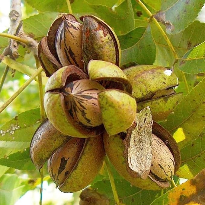 Carya Illinoinensis Seeds For Planting: Grow Your Own Nut Harvests Plant Seeds