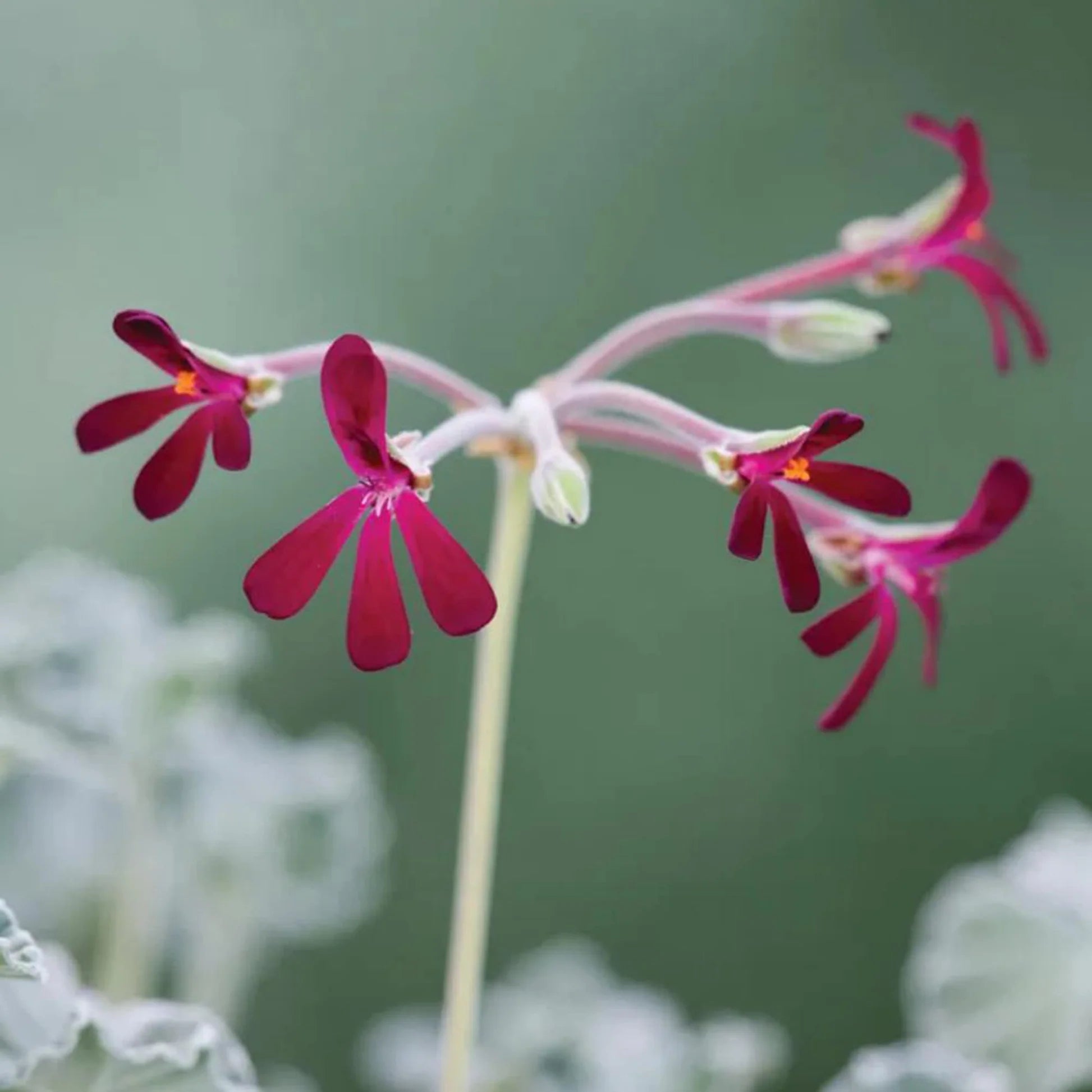 Pelargonium Sidoides Flower Planting Seeds  Ideal for Stunning Gardens - Evergrowseeds