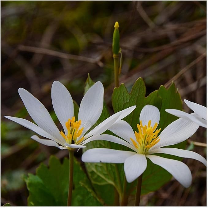 Bloodroot Wildflower Sanguinaria canadensis Seeds for Planting in Woodland Garden & Landscape