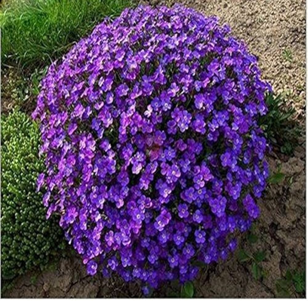 Lavender Creeping Thyme Thymus serpyllum Seeds for Planting in Herb Garden