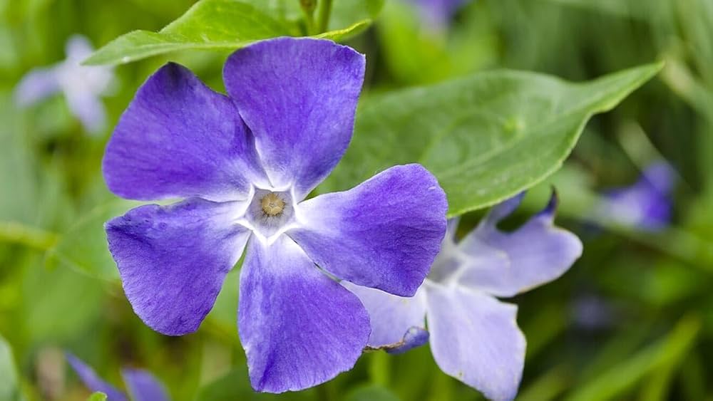 Purple Vinca Periwinkle Flower seeds for Planting - Premium Quality, Heirloom & GMO Free Seeds for Home Garden