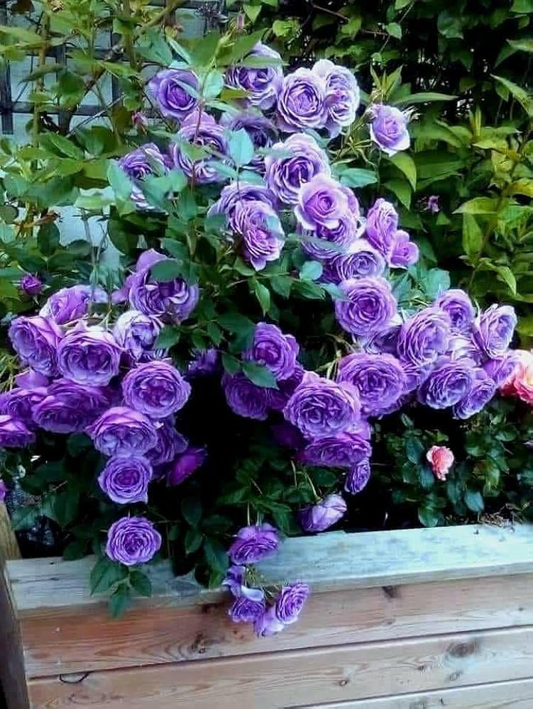 Climbing Rose Rosa spp. Seeds for planting in flower bed