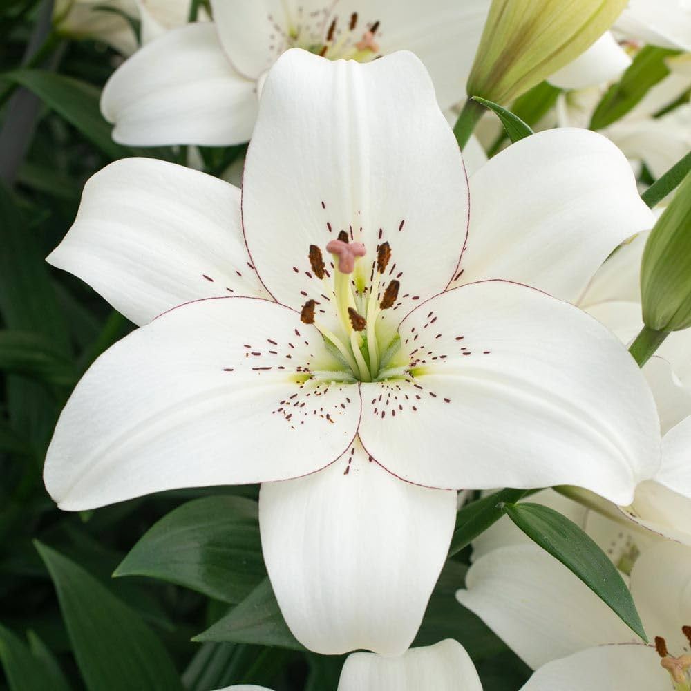Lily Lilium spp Flower Seeds for Planting in Flower Bed and Garden