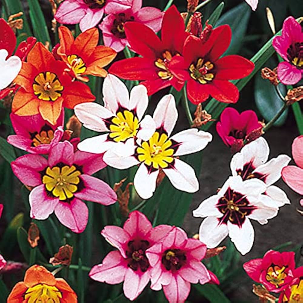 Mixed Sparaxis Flower seeds for Planting - Bright Blooms, Heirloom & GMO Free Seeds for Home Garden