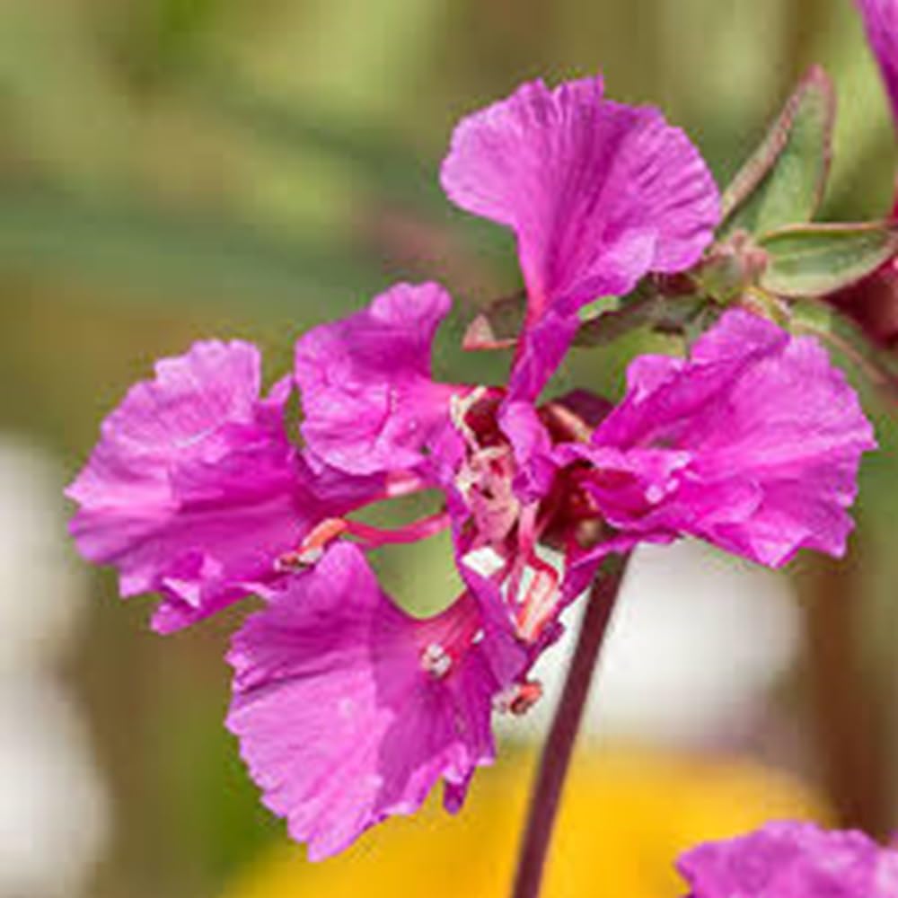Purple Elegant Clarkia Flower seeds for Planting - Fragrant Blossoms, Heirloom & GMO Free Seeds for Home Garden