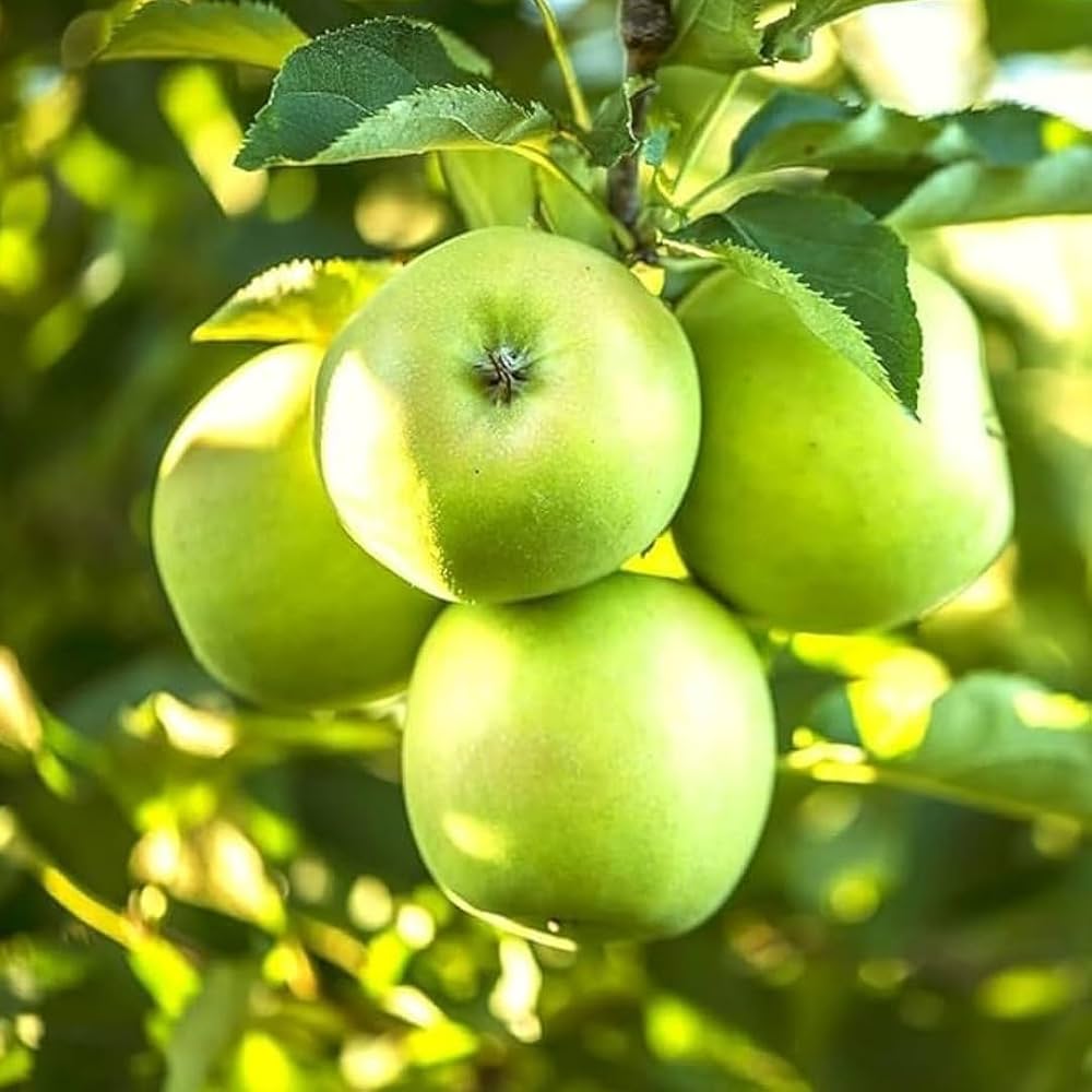 Green Apple Fruit Seeds for Planting - Crisp Apple Variety