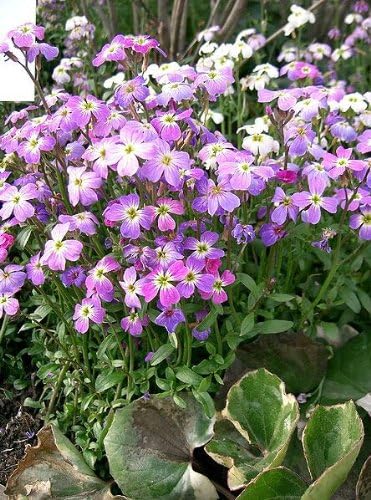 Evening Broth Matthiola Seeds for Fragrant Night-Blooming Flowers