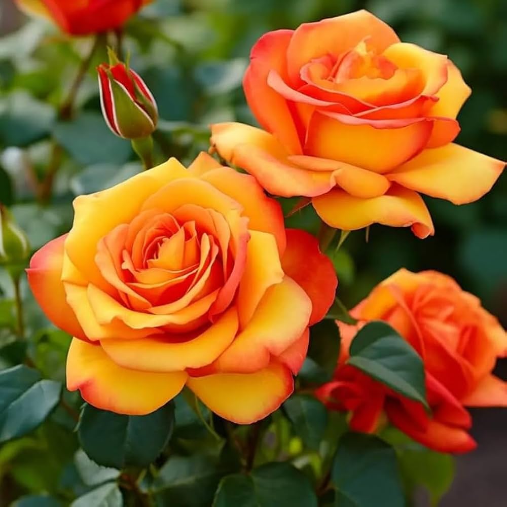 Dark Orange Rose Flower seeds for Planting - Vibrant Colors, Heirloom & GMO Free Seeds for Home Garden