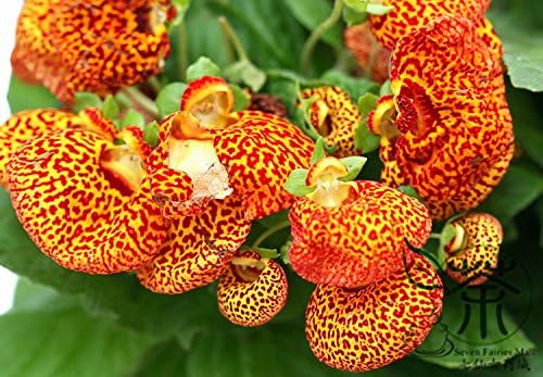 Calceolaria Flower Calceolaria spp. Seeds for Planting in Flower Bed & Garden