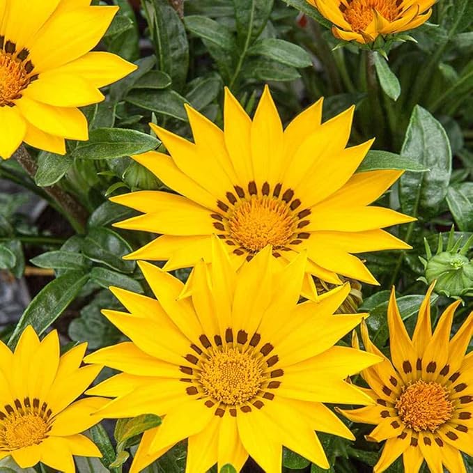 Gazania Yellow Seeds for Bright Yellow Gazania Flowers