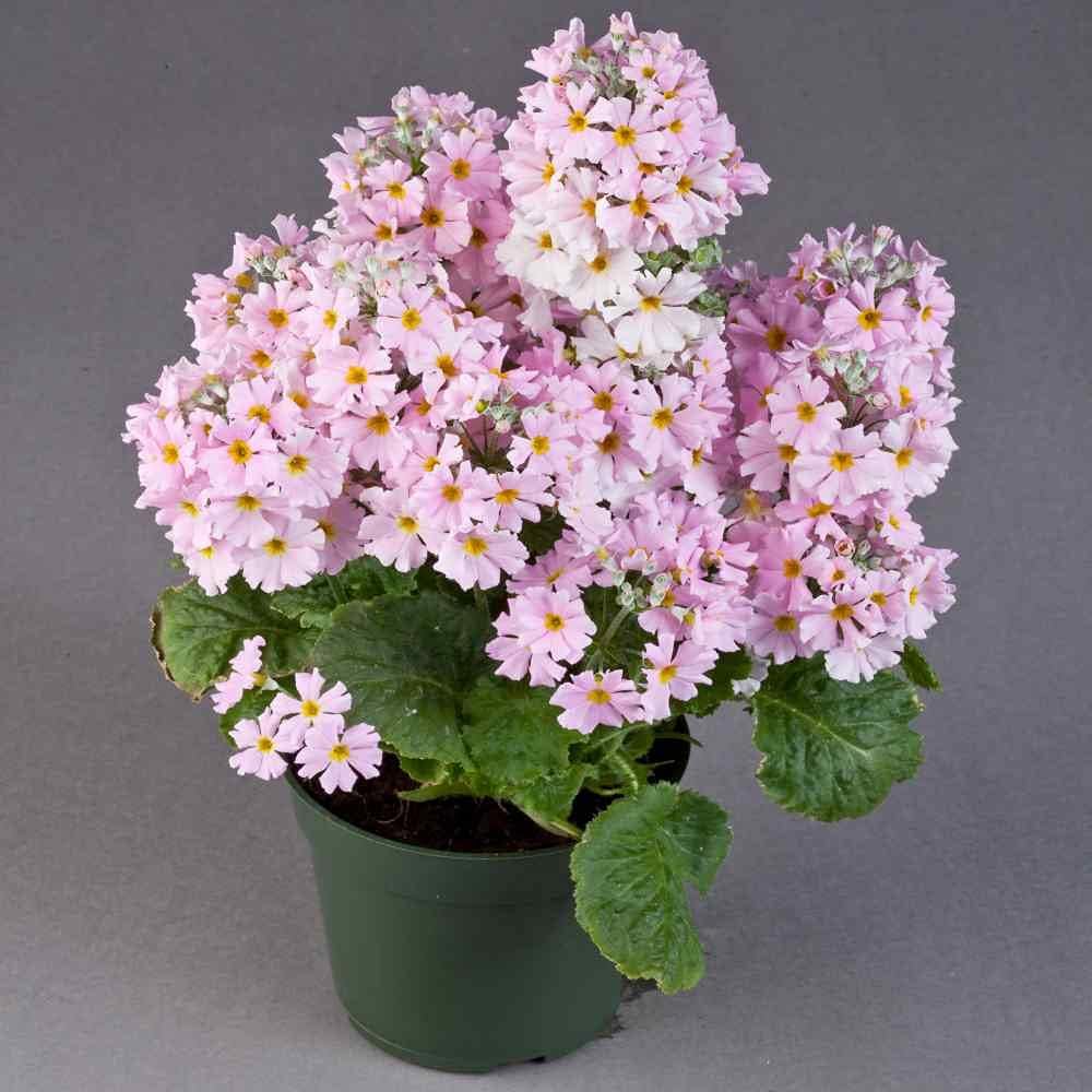 Pink Primula Malacoides Flower seeds for Planting - Premium Quality, Heirloom & GMO Free Seeds for Home Garden